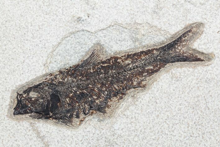 Fossil Fish (Knightia) - inch Layer, Green River Formation #96910